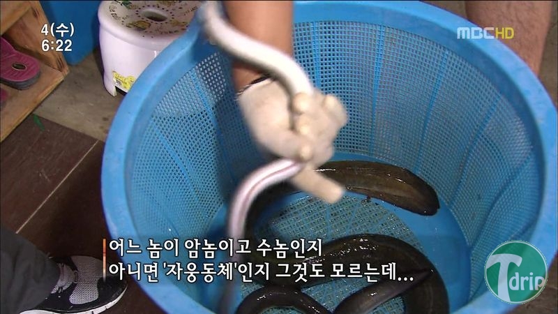 006.jpg : 풀 수 없는 뱀장어 미스테리.JPG 006.jpg : 풀 수 없는 뱀장어 미스테리.JPG