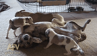 asdasd.gif