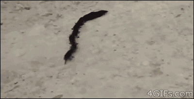 8405f080e8dd55309c9f7c2f2548ba5c.gif