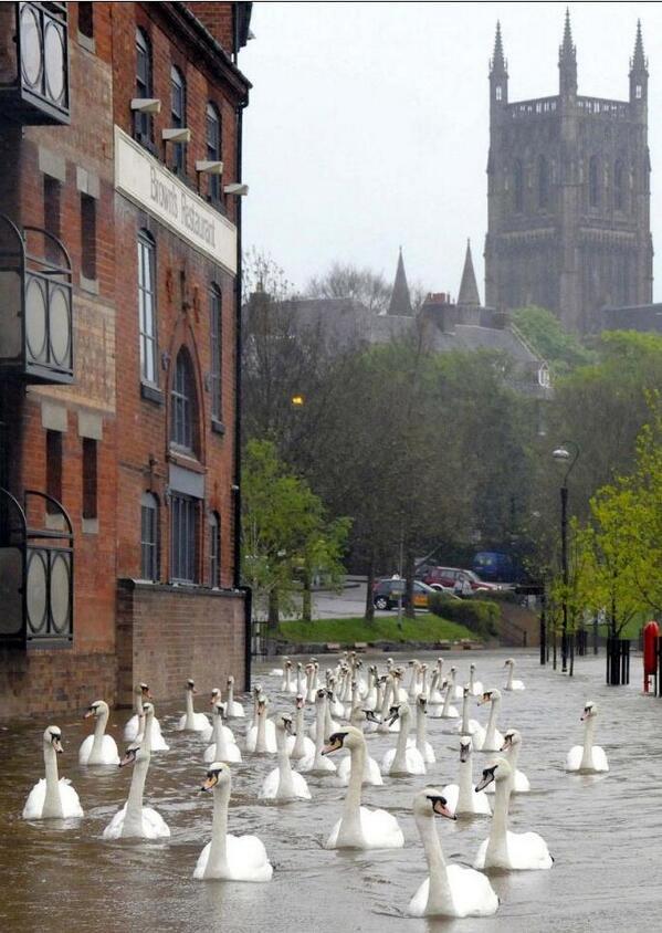 swans-worcester-floods.jpg