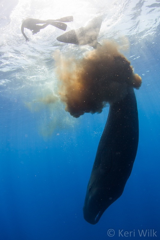 1469970885 (1).jpg : 고래가 똥싸는 모습