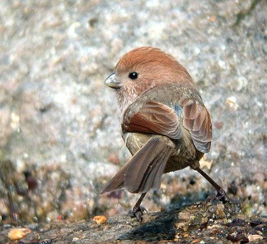 3a53a2d31825a706bd5e85491b410cee.jpg : 귀여운  뱁새