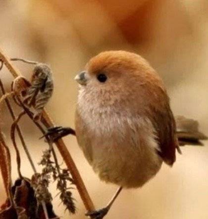 KakaoTalk_20141118_135457213.jpg : 귀여운  뱁새