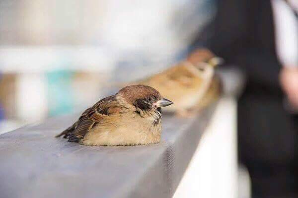 12d361c147840c175007f26430ddd71caaad8d65.jpg : 귀여운  뱁새