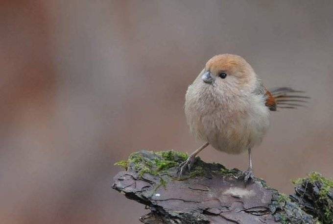 6f0d8d16fbcffcf9c34afb8346224db6.jpg : 귀여운  뱁새