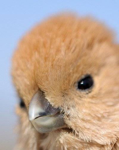 64b30349594e44081ff6b9c9d27c4d2a.jpg : 귀여운  뱁새