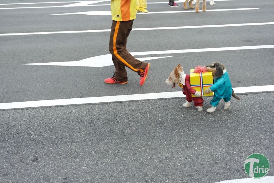 1 (11).jpg : 귀여운 강아지 옷.jpg