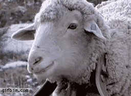 1 (1).gif