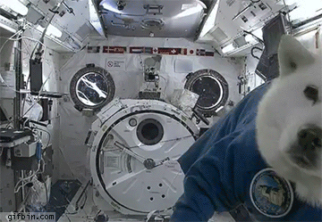 a05830b676fc7e0f745c417aa1235dd0.gif