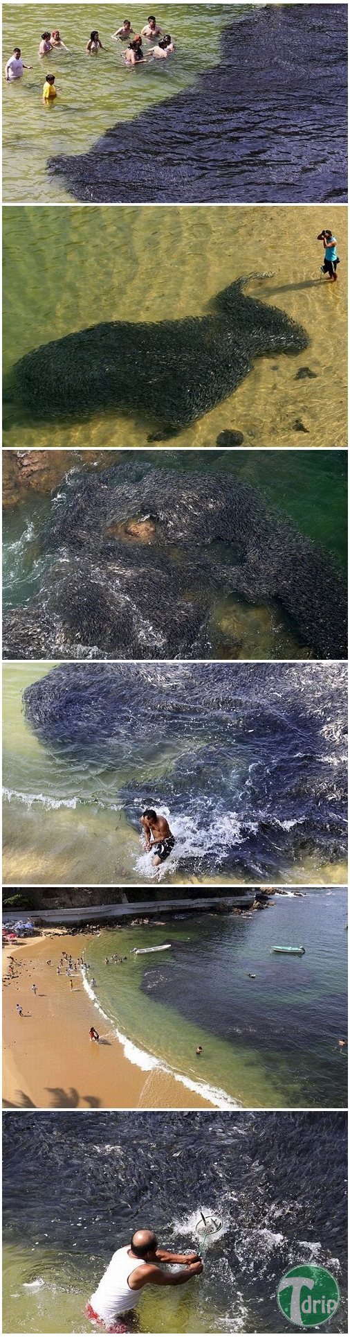d0136392_4f8f737456cf2.png : 물반 고기반.jpg
