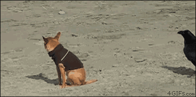 0.gif : 추진력을 얻기 위함.gif