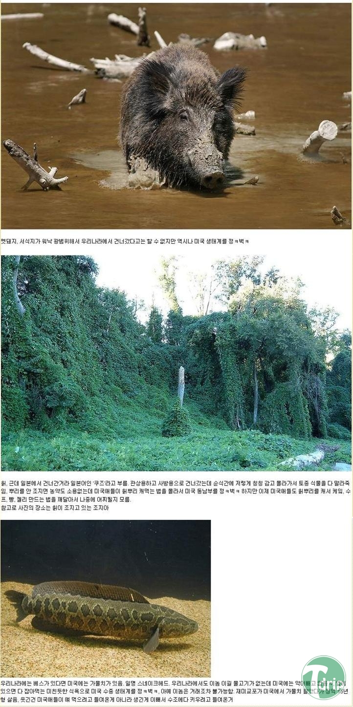 2 (9).jpg : 자연속의 한류.jpg