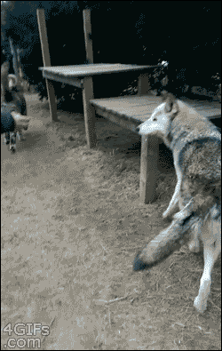 tumblr_nhdjdcuw3D1qdlh1io1_250.gif