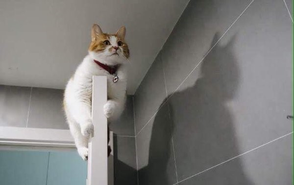 image.jpeg : 정체를 숨긴냥