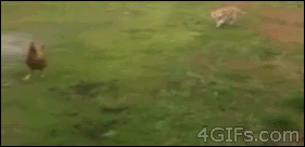 닭대가리.gif