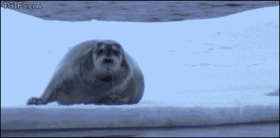 89c348df1f6a135c3080daed99f72cab.gif : 누가 날 쳐다보는거 같은데..;gif