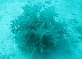 a8WpbrV_460sa.gif