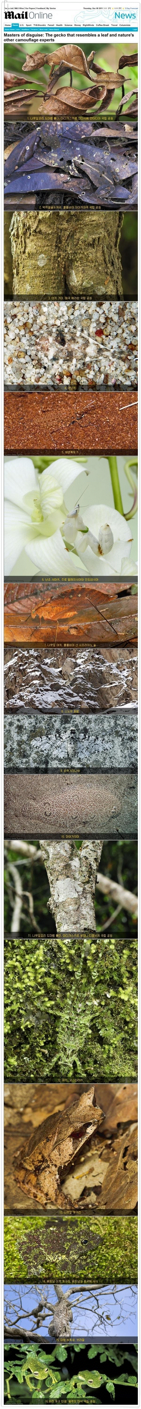 d0136392_4f38cf29907df.gif : 동물들의 은신술.jpg
