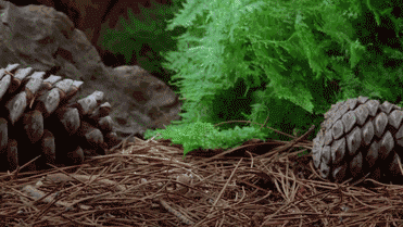 4.gif