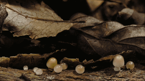 6.gif