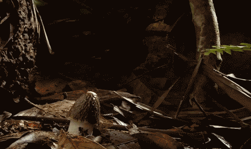 2.gif