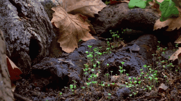 3.gif