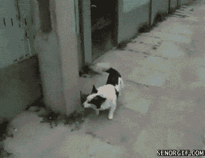 spiderdog.gif : 스파이어 독.gif