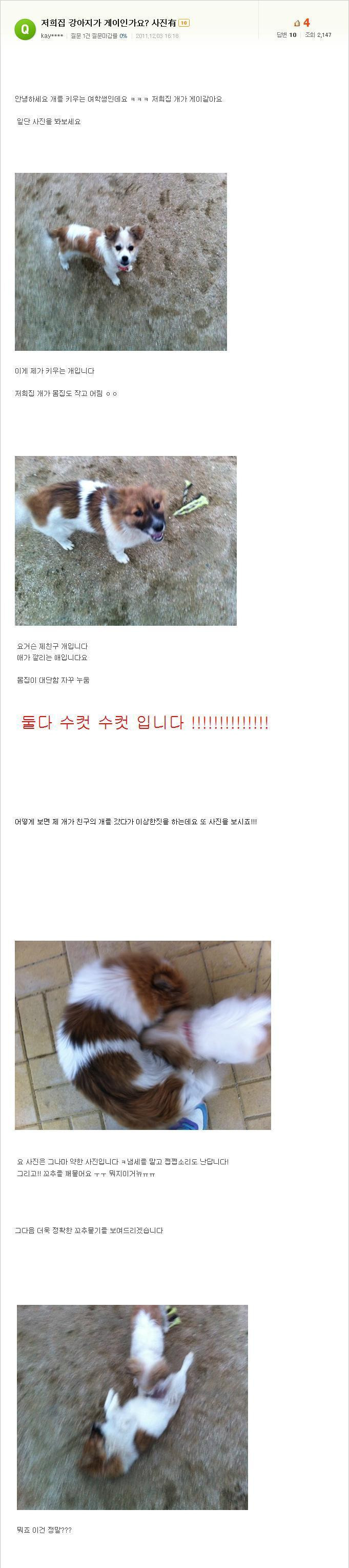 저희집 강아지가 게이인가요.jpg