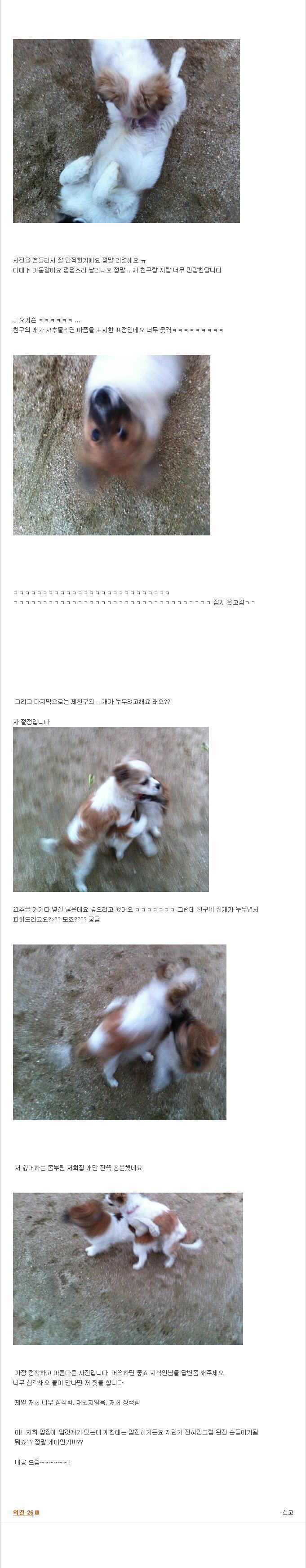 저희집 강아지가 게이인가요2.jpg