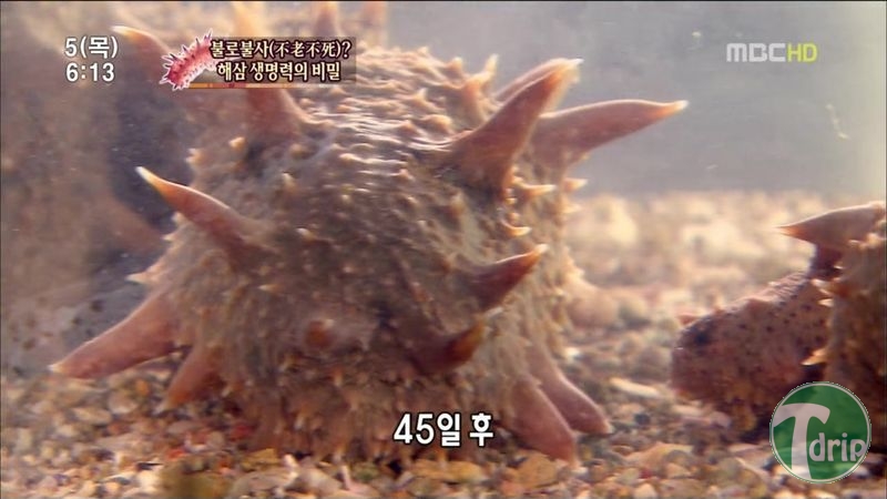 009.jpg : 해삼의 미스테리.jpg 009.jpg : 해삼의 미스테리.jpg