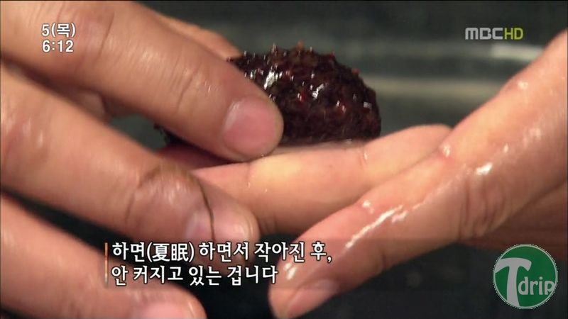 006.jpg : 해삼의 미스테리.jpg 006.jpg : 해삼의 미스테리.jpg
