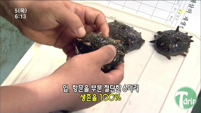 013.jpg : 해삼의 미스테리.jpg 013.jpg : 해삼의 미스테리.jpg