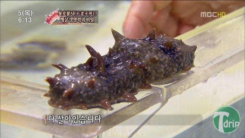 012.jpg : 해삼의 미스테리.jpg 012.jpg : 해삼의 미스테리.jpg