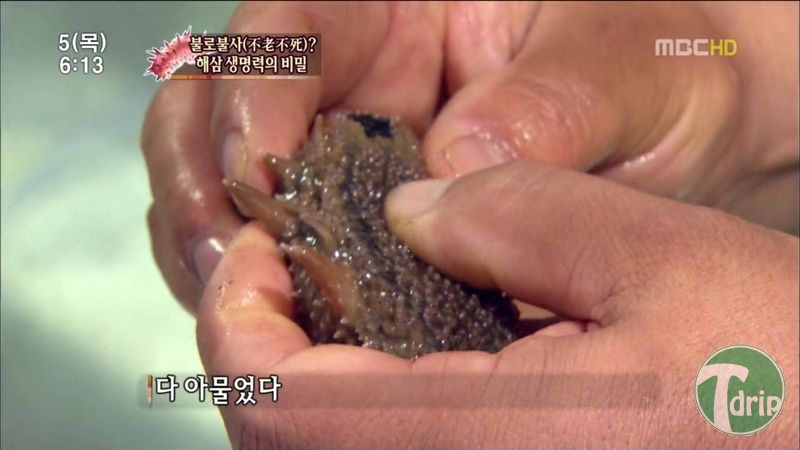 010.jpg : 해삼의 미스테리.jpg 010.jpg : 해삼의 미스테리.jpg