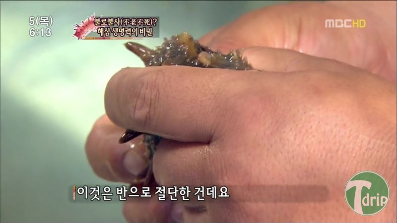 011.jpg : 해삼의 미스테리.jpg 011.jpg : 해삼의 미스테리.jpg