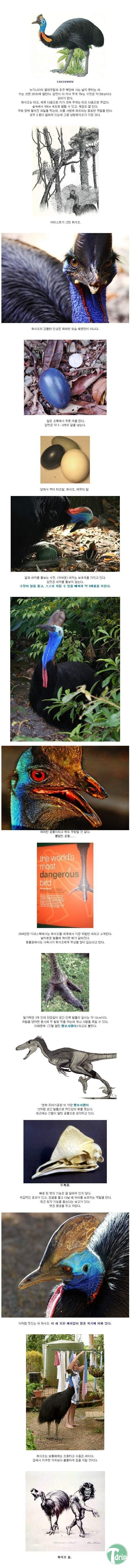 1 (1).jpg : 현존하는 가장 위험한 새.jpg