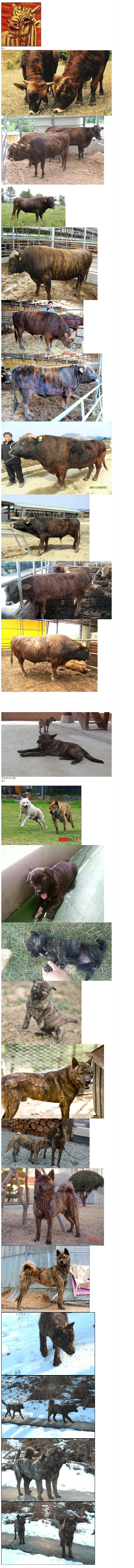 한국 토종 동물들의 포스.jpg