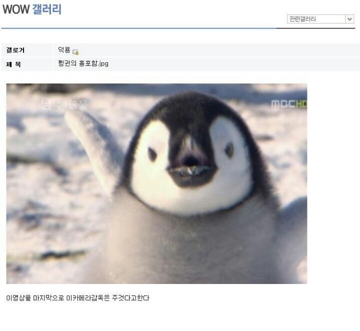 펭귄_정면사진2.jpg : (약혐)펭귄이 측면사진밖에없는이유