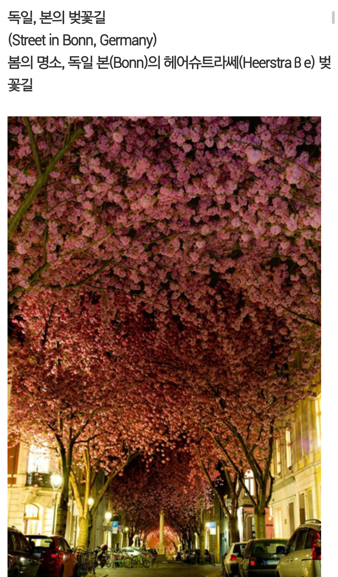 Screenshot_2015-01-11-08-46-18.png : 벚꽃