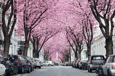 1954063885_eda0088f.jpg : 벚꽃