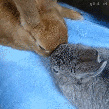 47677-18163110.gif