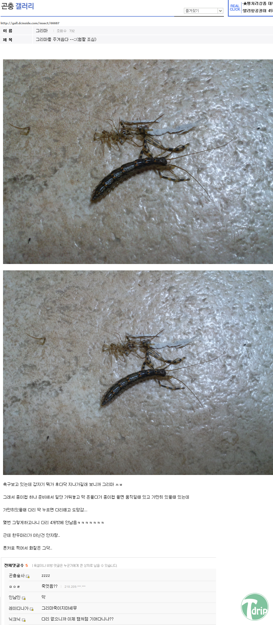 bug1.png : [혐] 그리마를 죽인 곤갤러.JPG