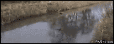 1.gif : 강물의 함정.gif