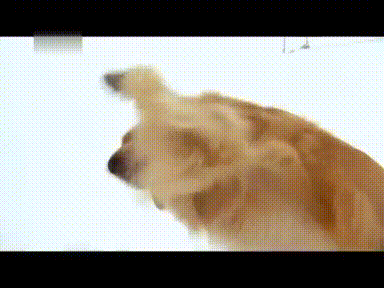 awrRoPR_460sa_v1.gif
