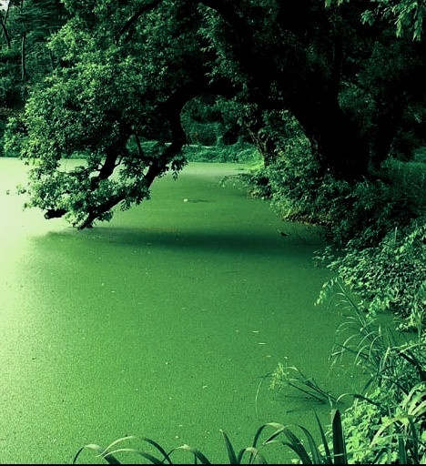 [수정]나의 공포증종류는? : 