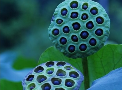 [수정]나의 공포증종류는? : 