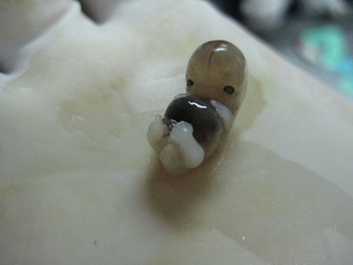 tumblr_n3711hAUlB1sx0zdeo1_500.png : 초소형 태아