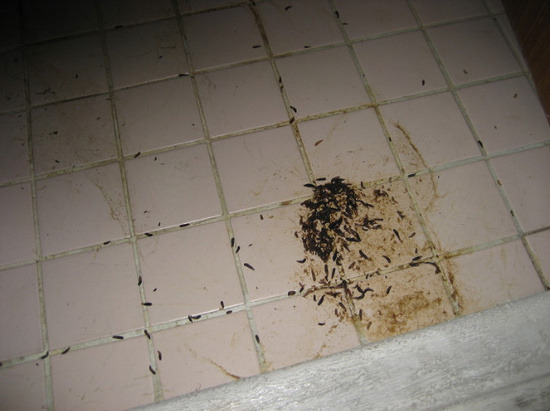 특수청소부. : 1523994E4E0B3477225C8A