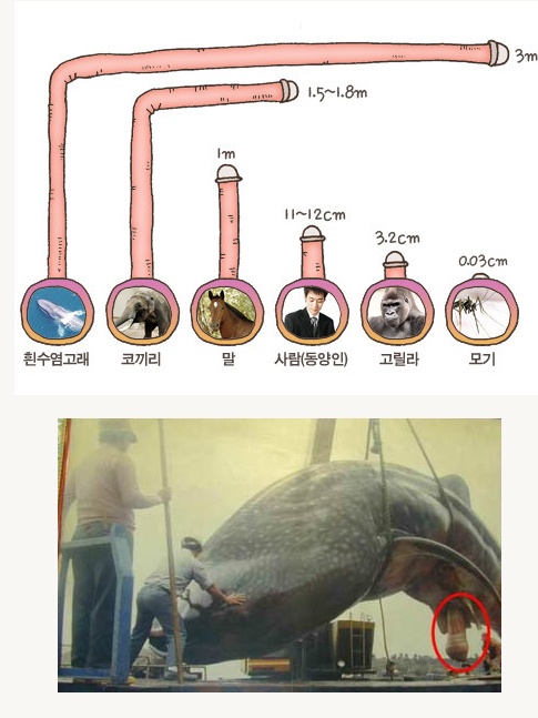 %BC%BA%C0%CE.jpg : 고래고래