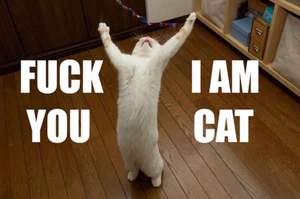 fuck-you-i-am-cat.jpg : fuck you